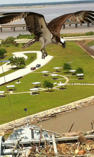 Wild Life at USS ALABAMA Battleship Memorial Park